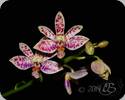 Phal. tetraspis x finleyi